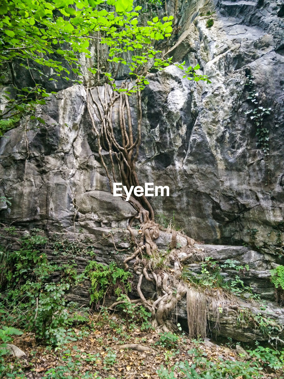 PLANTS AND TREES GROWING IN ROCK