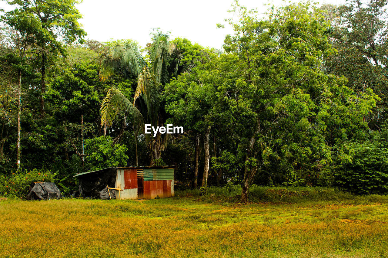 SCENIC VIEW OF FOREST