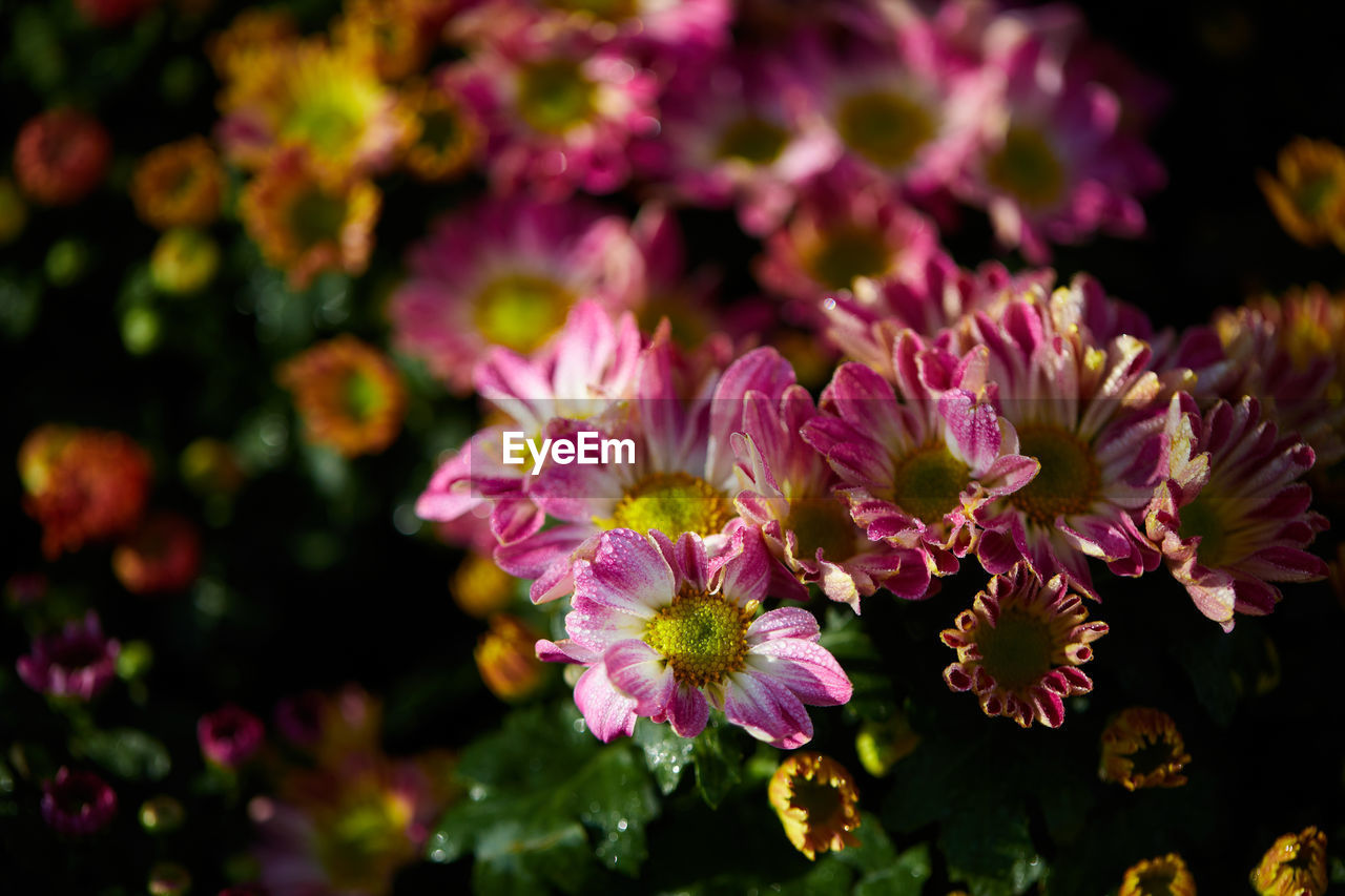 Close-up of pink chrysanthemum flower blooming with dew drops in the garden