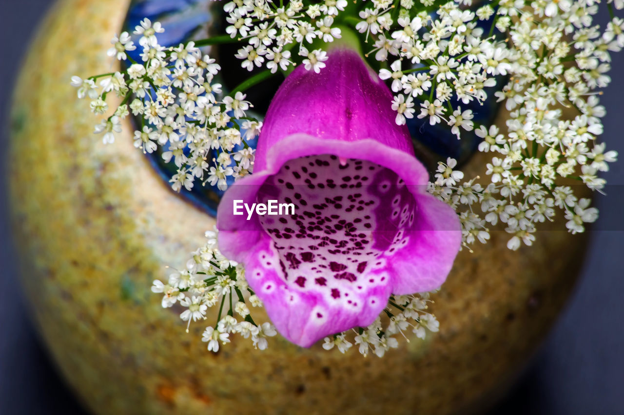 Foxglove blossom amongst queen anne's lace in ceramic vase - selective focus.