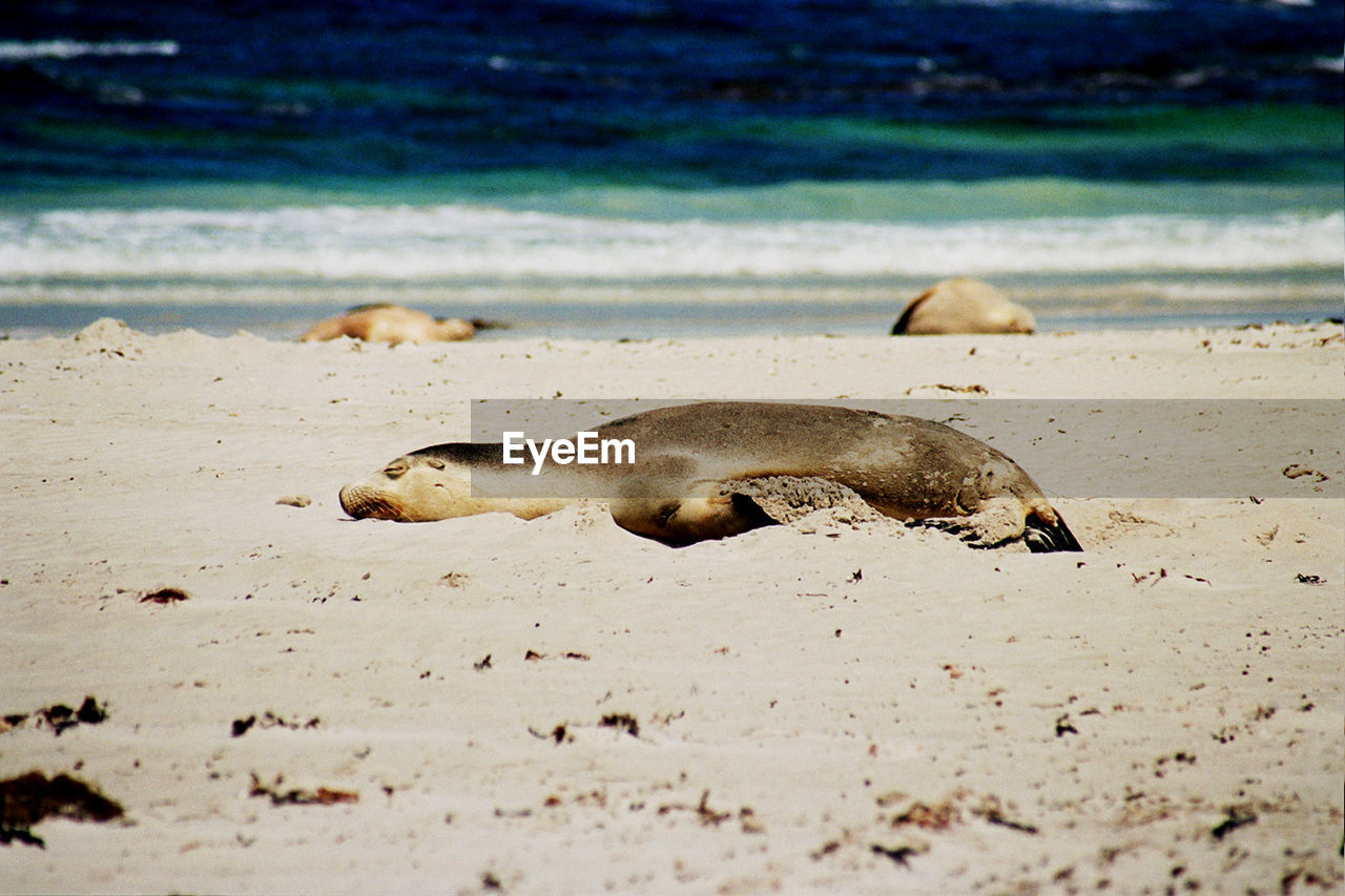 Seal relaxing on beach