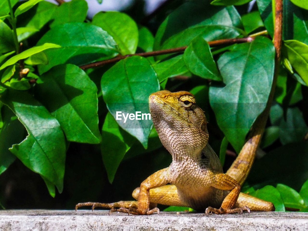 Close-up of lizard