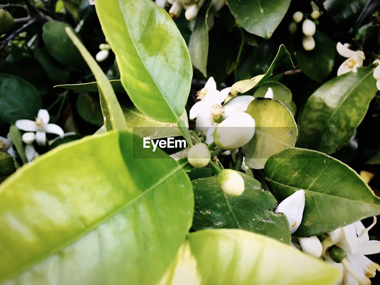 CLOSE-UP OF FRUIT GROWING ON TREE