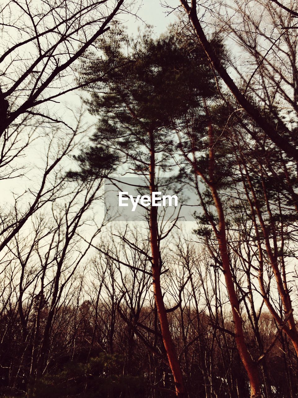 Low angle view of trees in forest