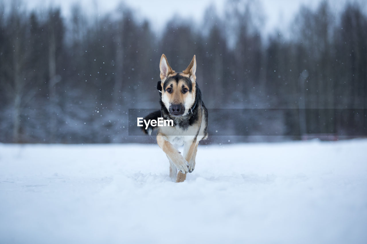 PORTRAIT OF DOG RUNNING ON SNOW FIELD