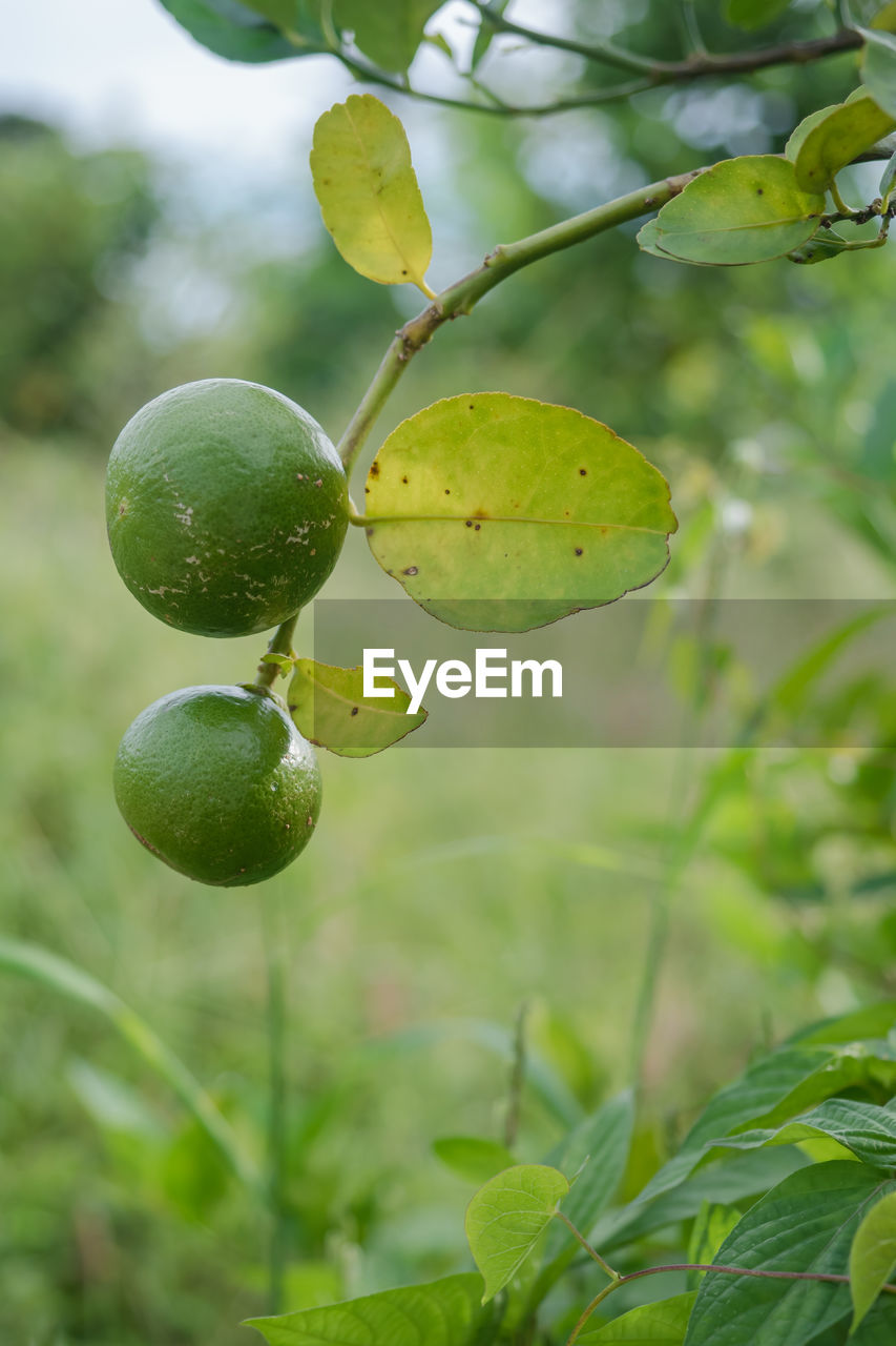 CLOSE-UP OF FRUIT ON TREE