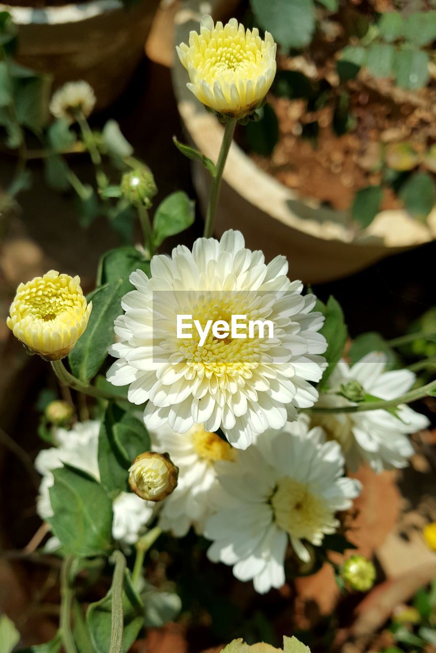 CLOSE-UP OF YELLOW FLOWERS BLOOMING