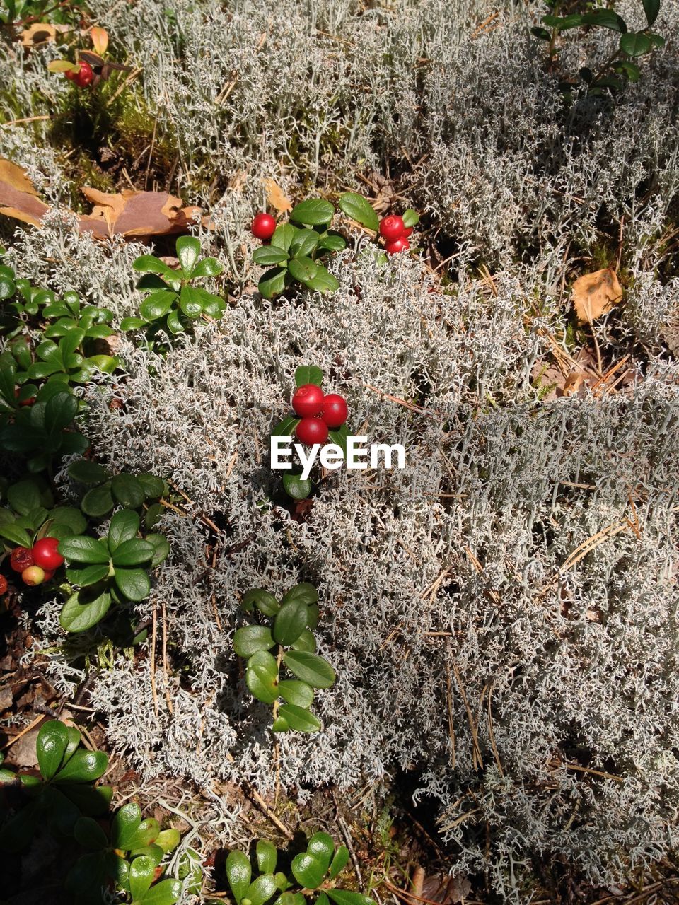 CLOSE-UP OF FRUIT GROWING ON PLANT