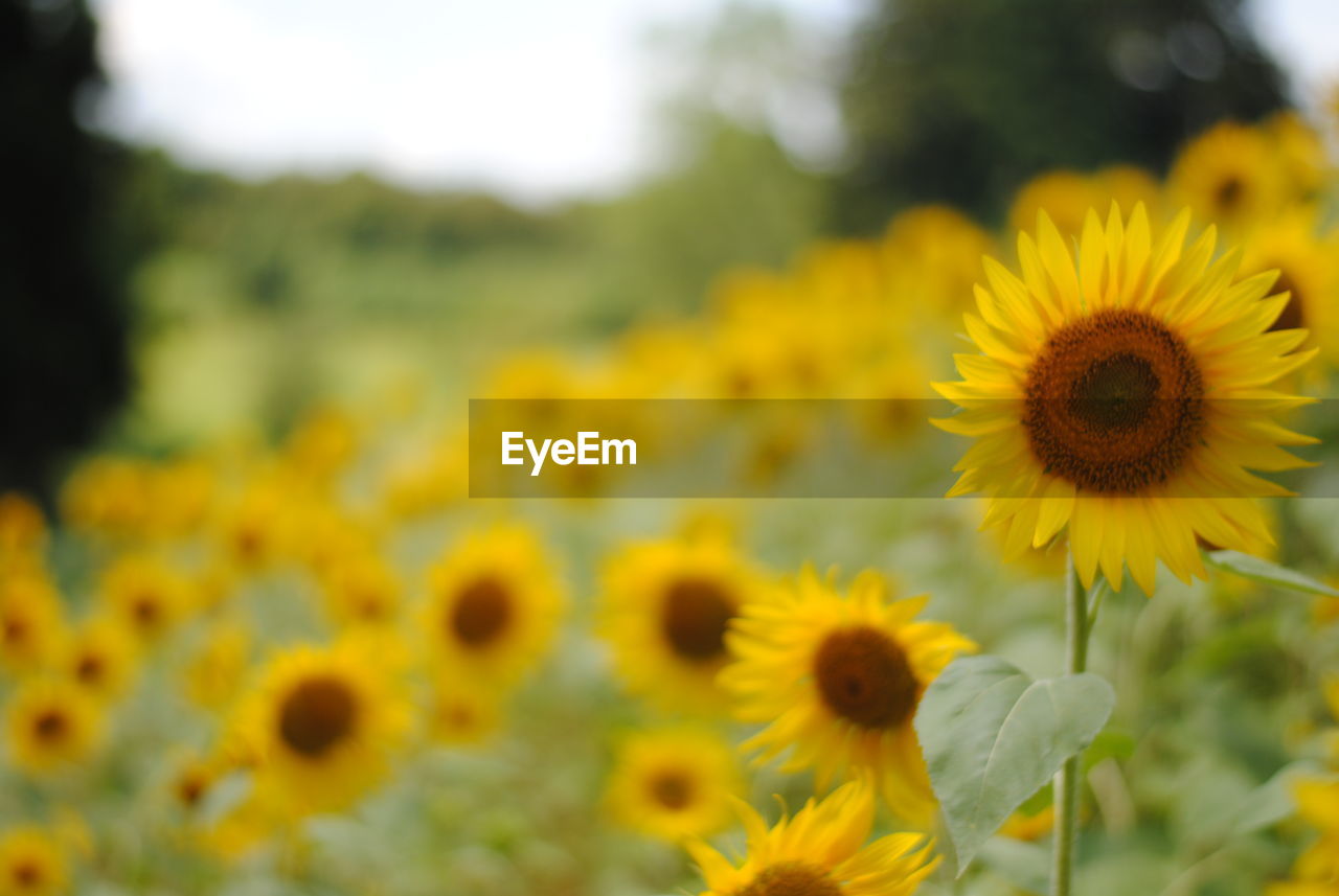 Close-up of yellow flowering plant on field