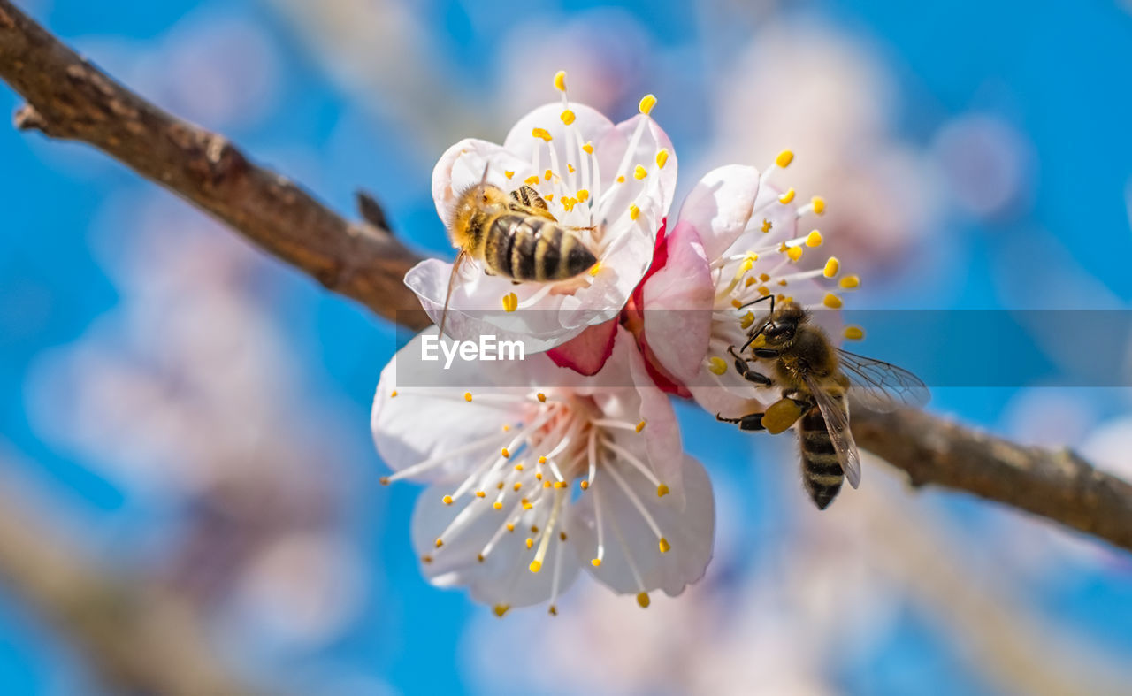 Bee at work on a apricot blossom during spring