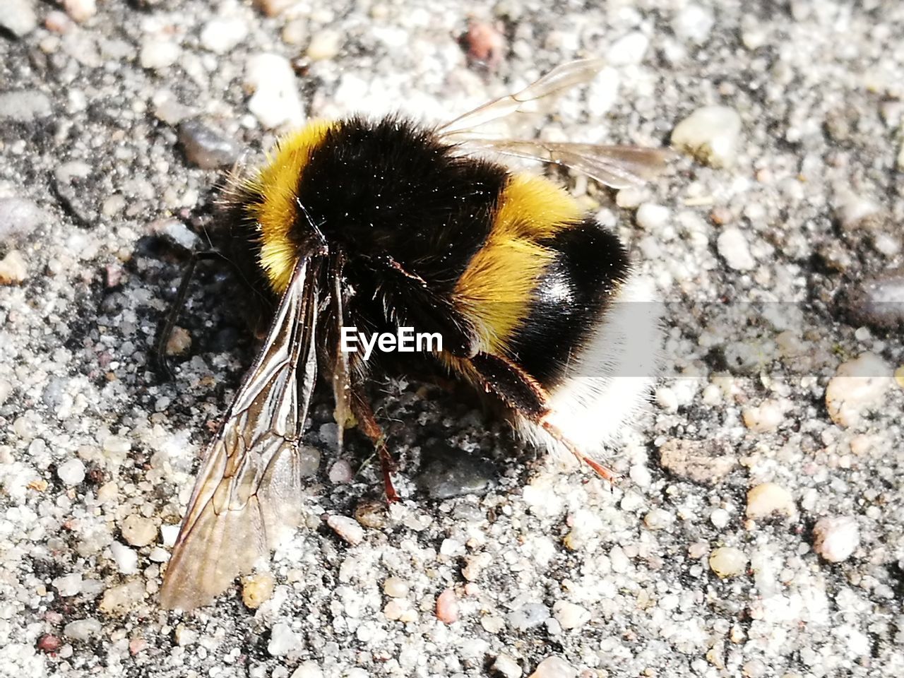 CLOSE-UP OF BEE ON WOOD