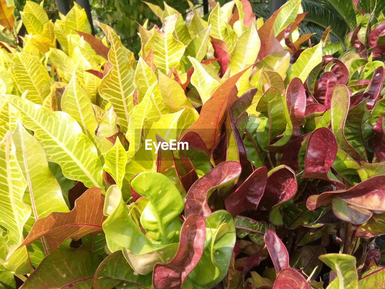 CLOSE-UP OF FRESH GREEN PLANTS