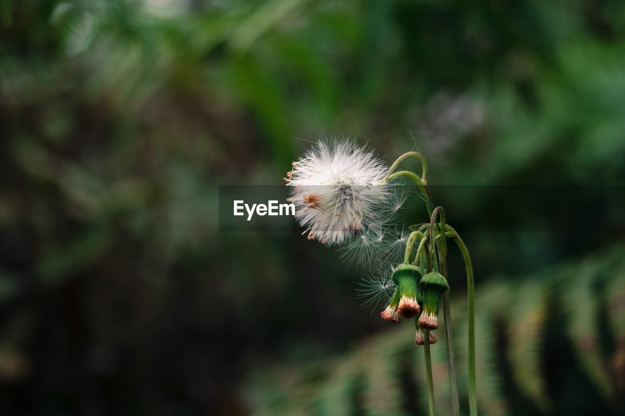 Close-up of dandelion against blurred background