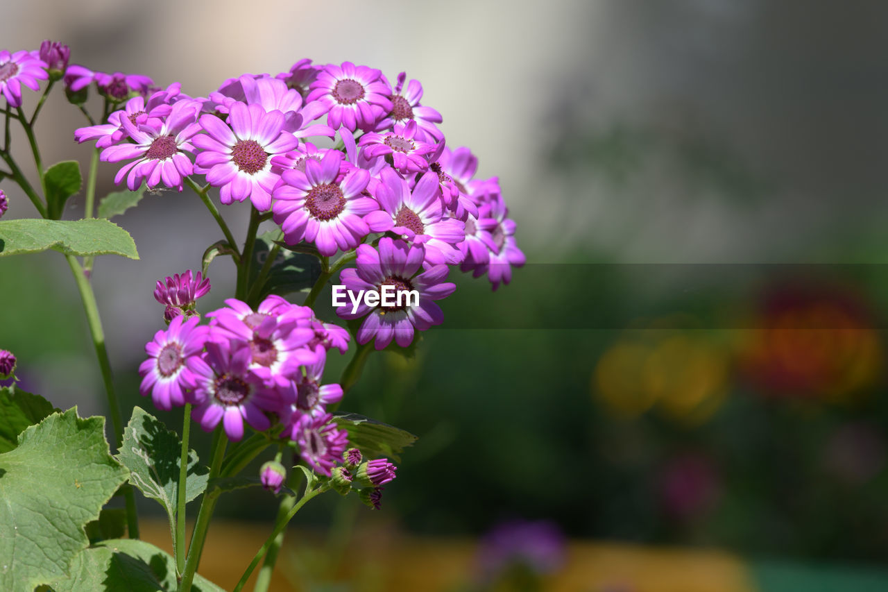 flower, flowering plant, plant, freshness, beauty in nature, nature, fragility, blossom, purple, close-up, pink, macro photography, growth, flower head, focus on foreground, petal, wildflower, inflorescence, no people, plant part, leaf, outdoors, springtime, botany, day, lilac, selective focus
