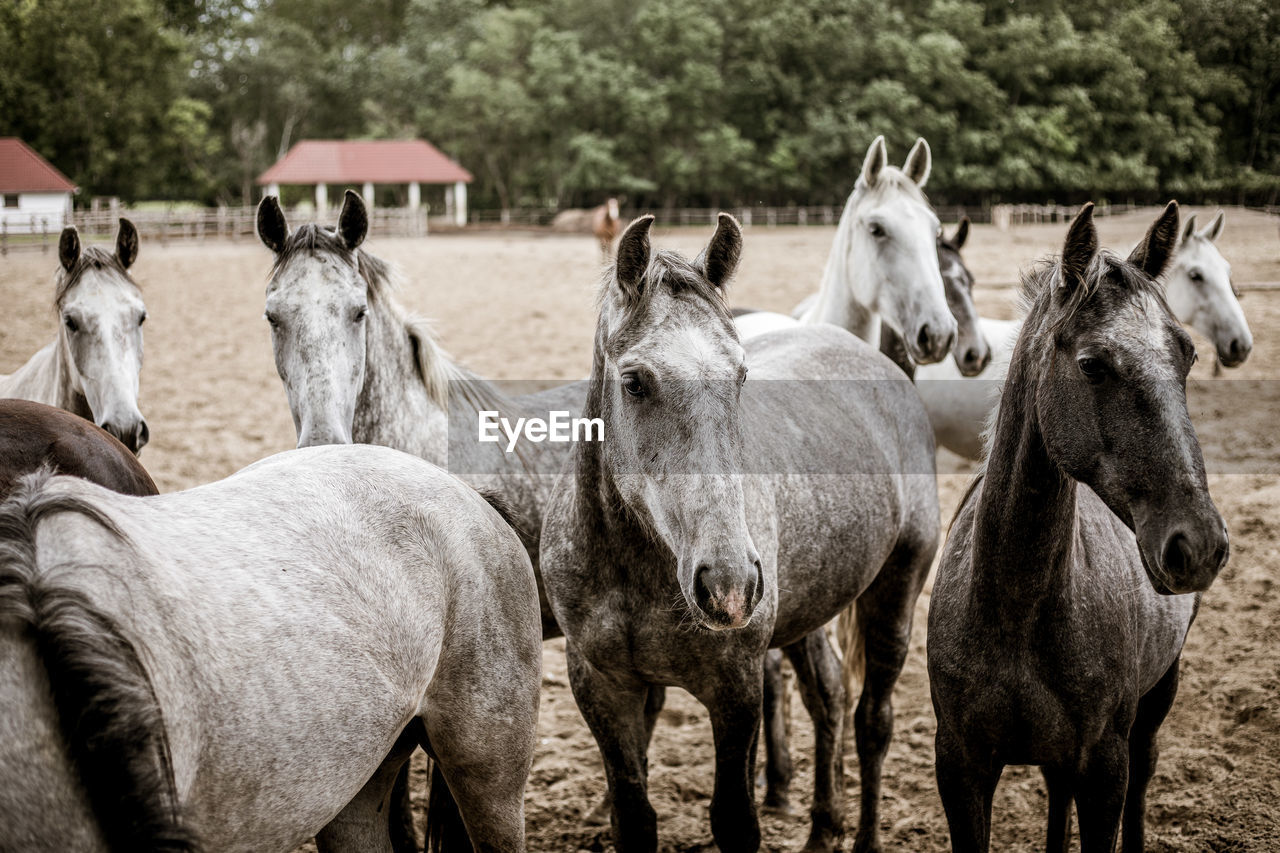 VIEW OF HORSES IN THE FIELD