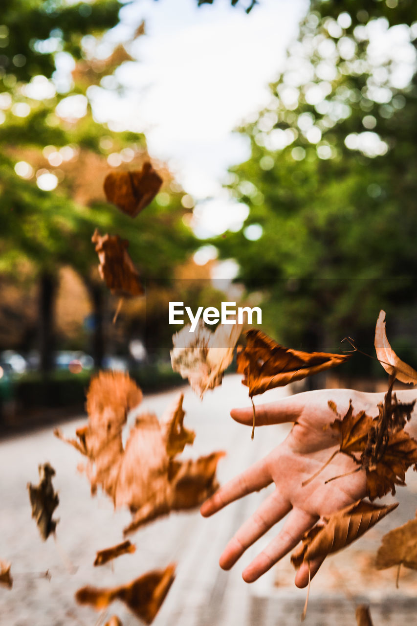 Close-up of hand throwing autumn leaves in the air 