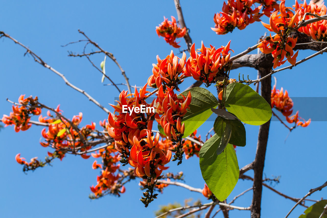 Low angle view of tree against sky