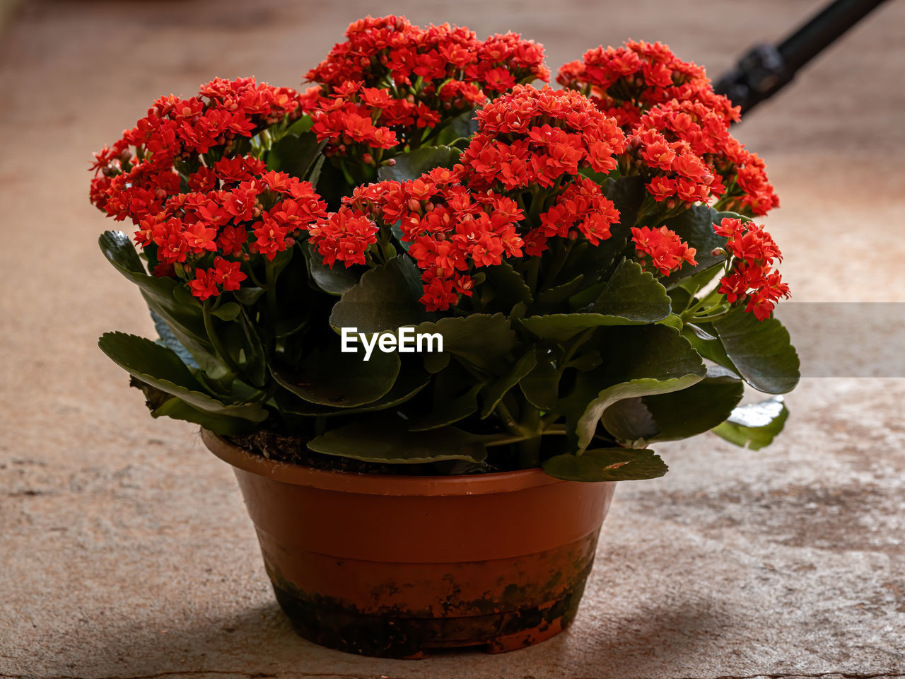 CLOSE-UP OF RED FLOWERING PLANT ON TABLE