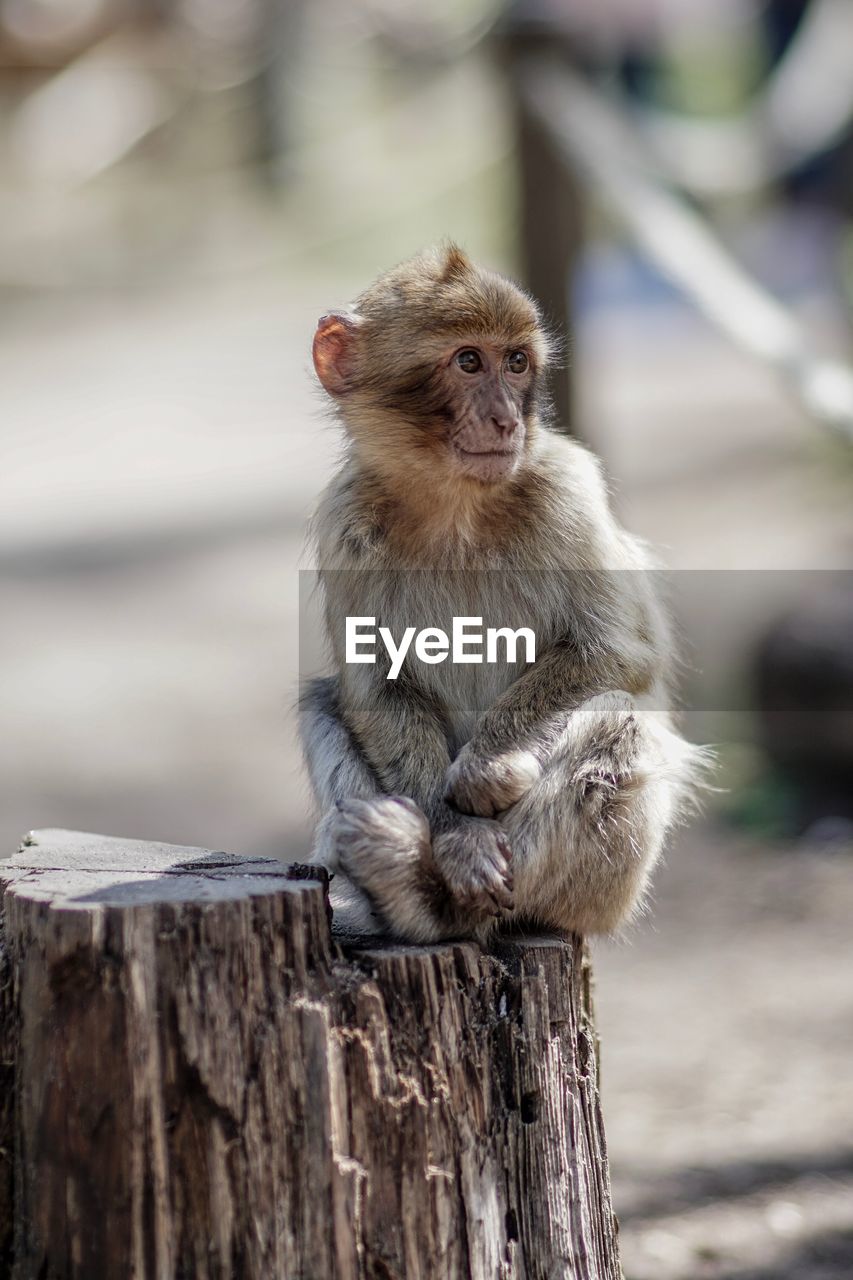 Close-up of monkey sitting on wood