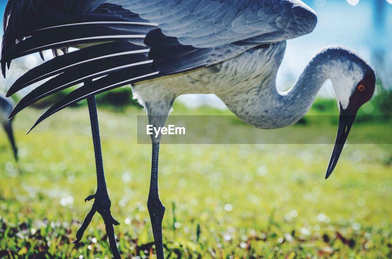 Sandhill crane on grassy field