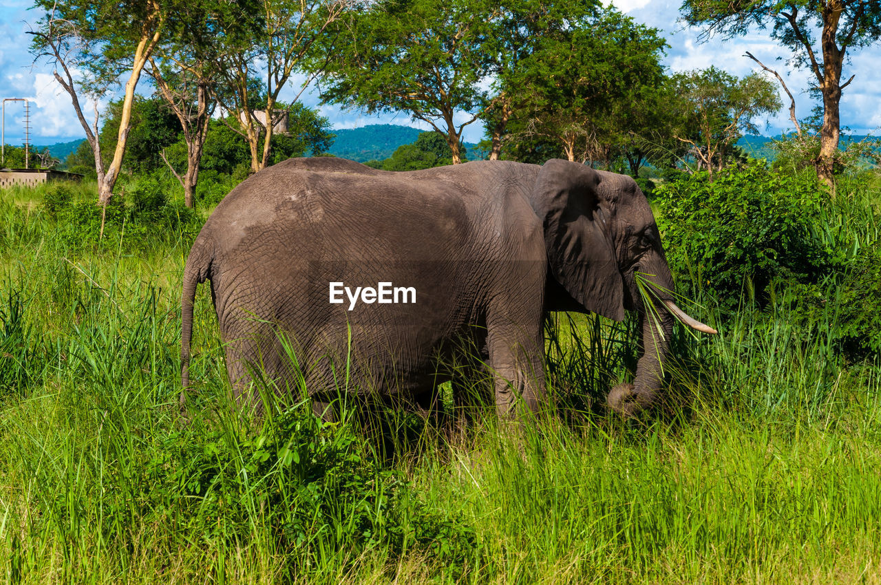 An african elephant grazing in mikumi national park