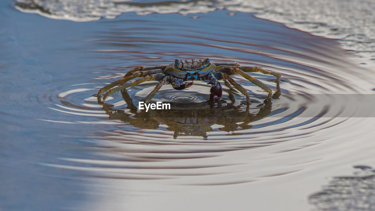 High angle view of little crab in puddle of water making ripples