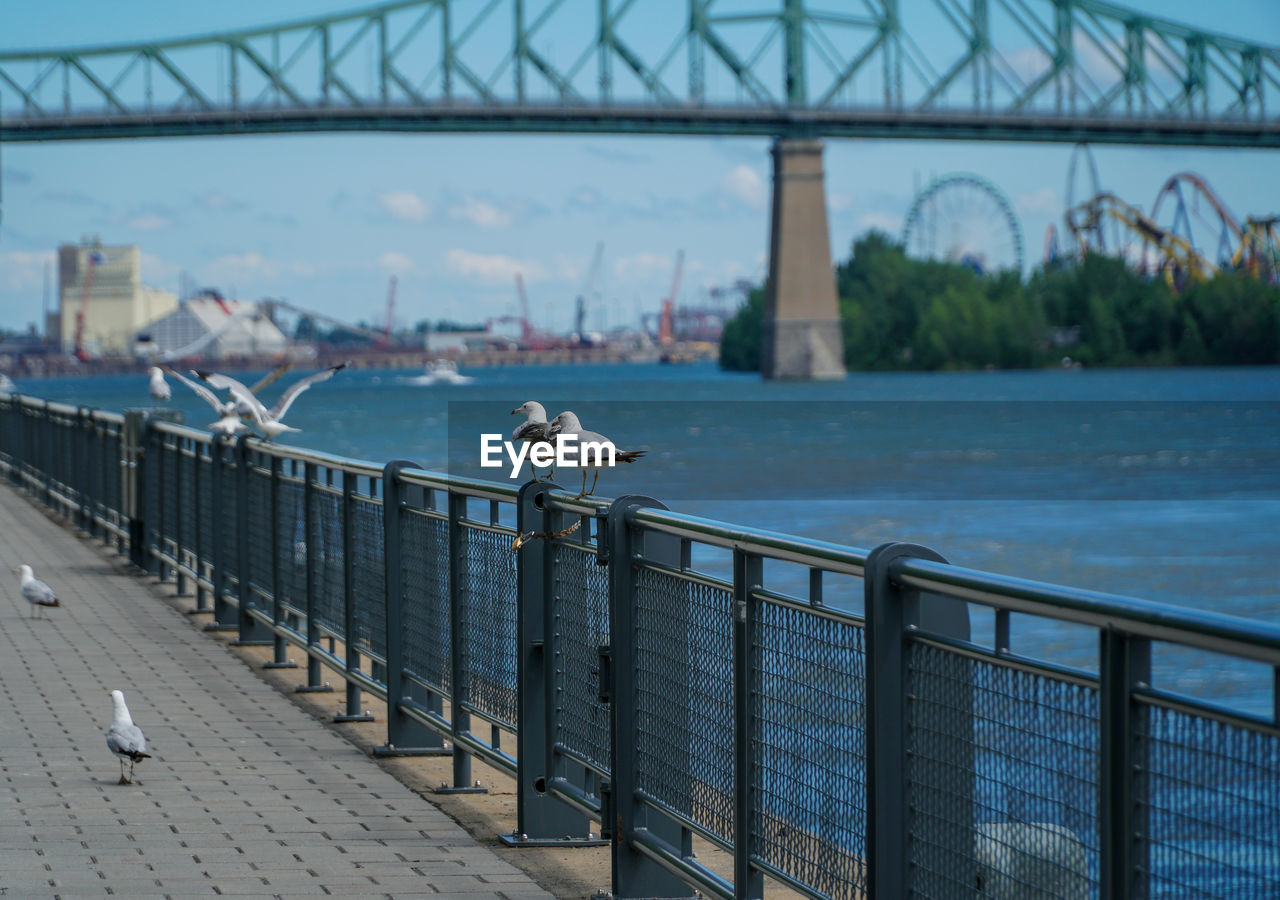 SEAGULLS PERCHING ON BRIDGE OVER RIVER AGAINST SKY