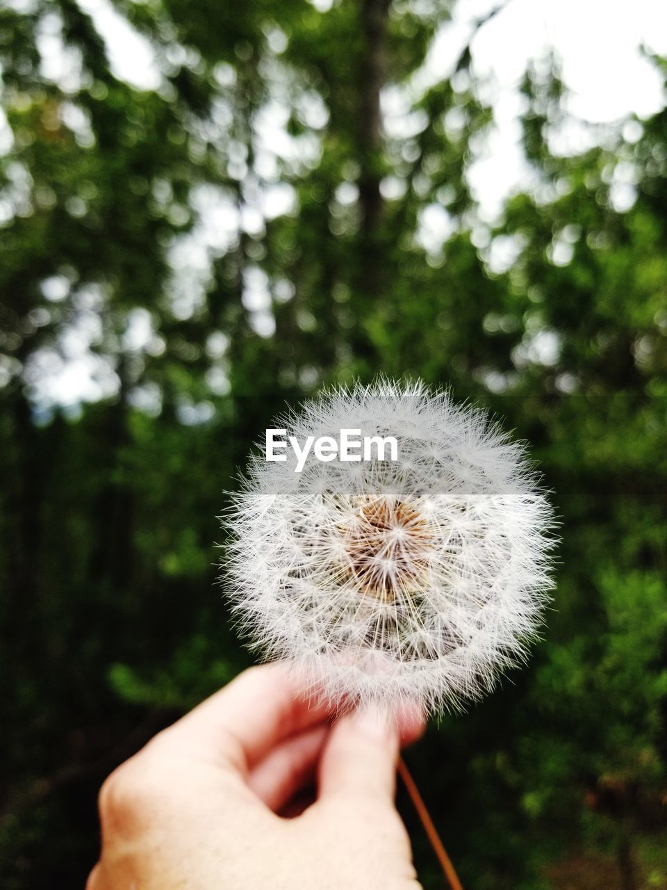 CLOSE-UP OF HAND HOLDING DANDELION FLOWER