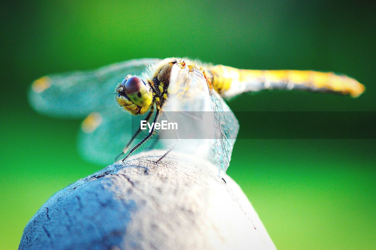 Close-up of dragonfly