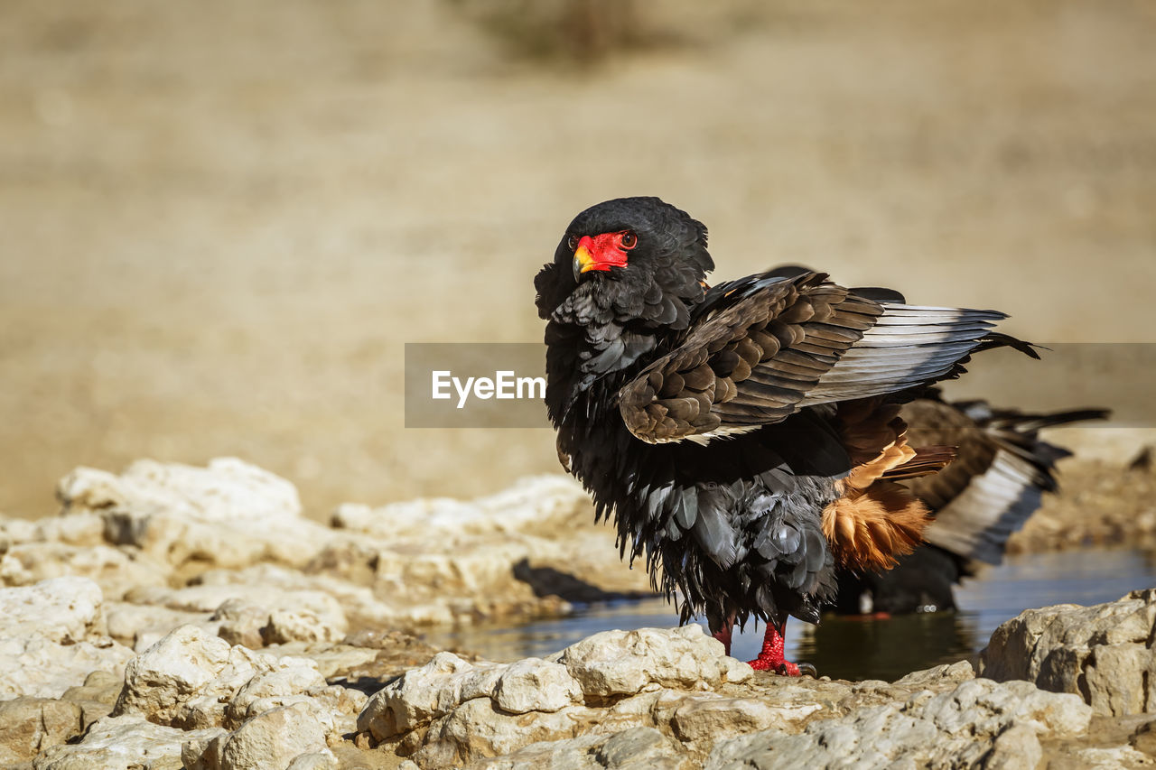 bird, animal themes, animal, animal wildlife, wildlife, one animal, nature, beak, chicken, no people, black, outdoors, day, rock, full length, bird of prey, wing, vulture