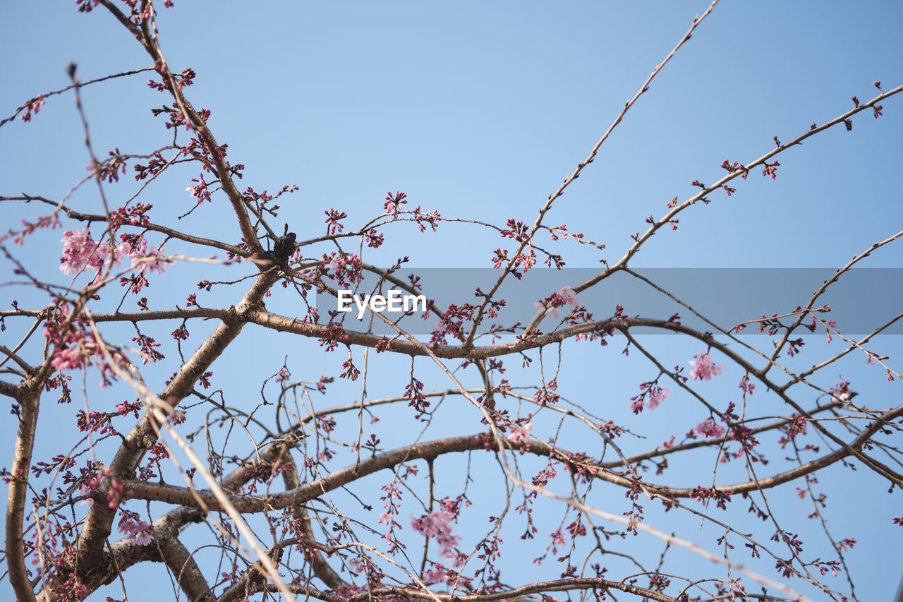 LOW ANGLE VIEW OF FLOWERING TREE AGAINST SKY