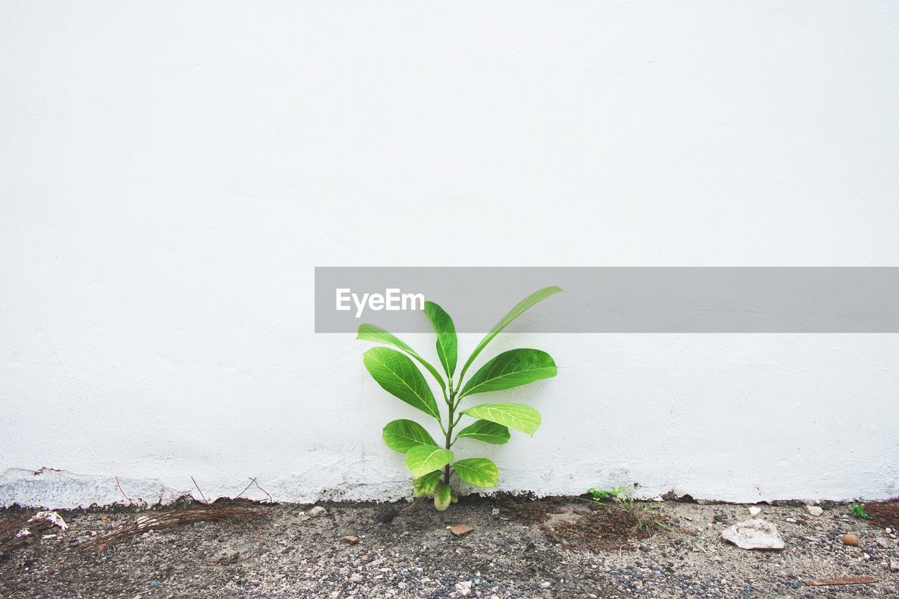 PLANT GROWING AGAINST WALL