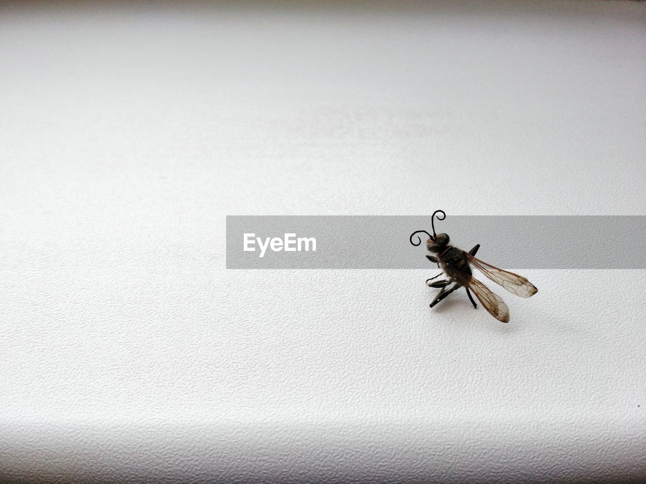 Close-up of insect on white wall