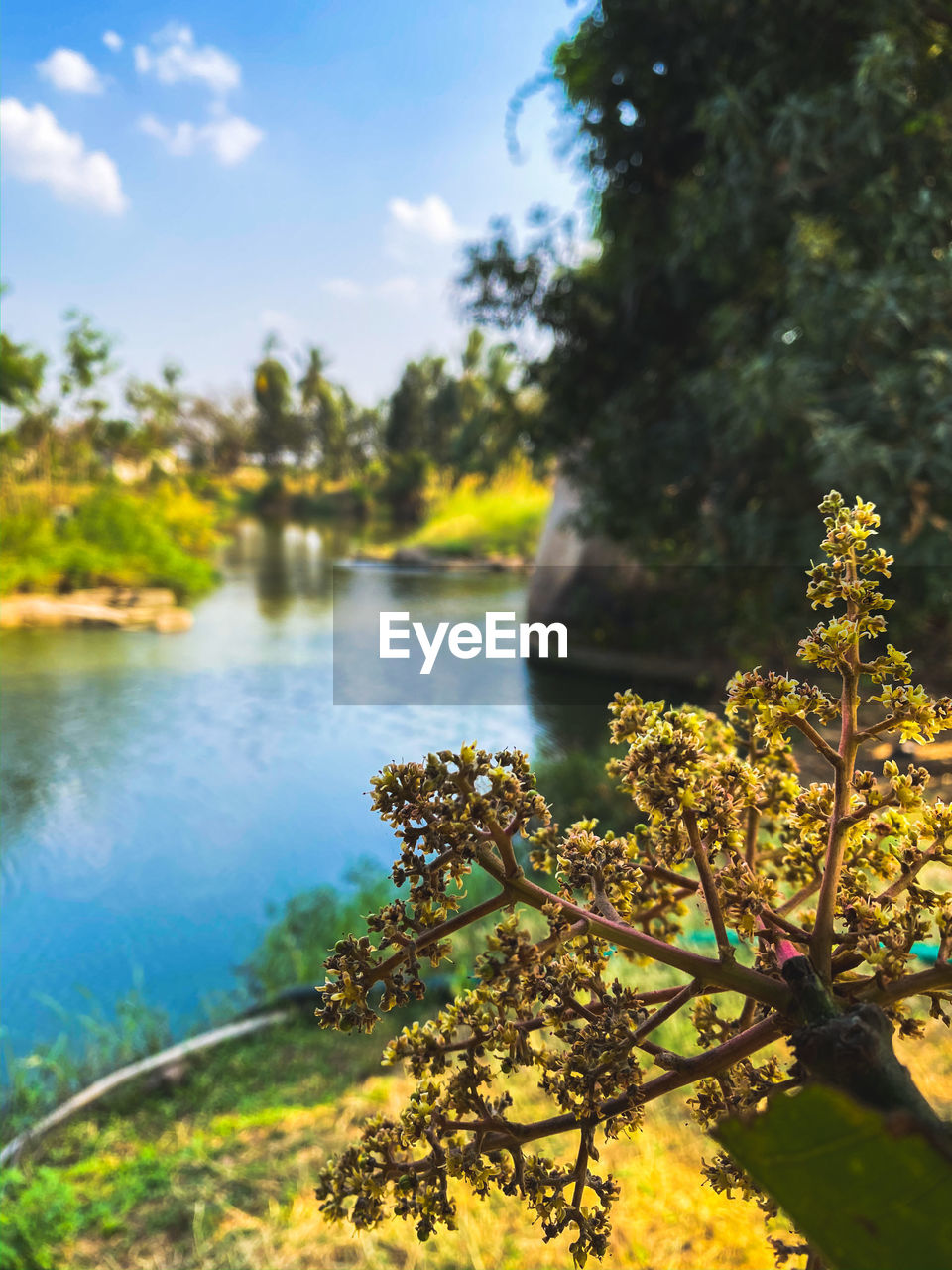 SCENIC VIEW OF LAKE AMIDST TREES AGAINST SKY