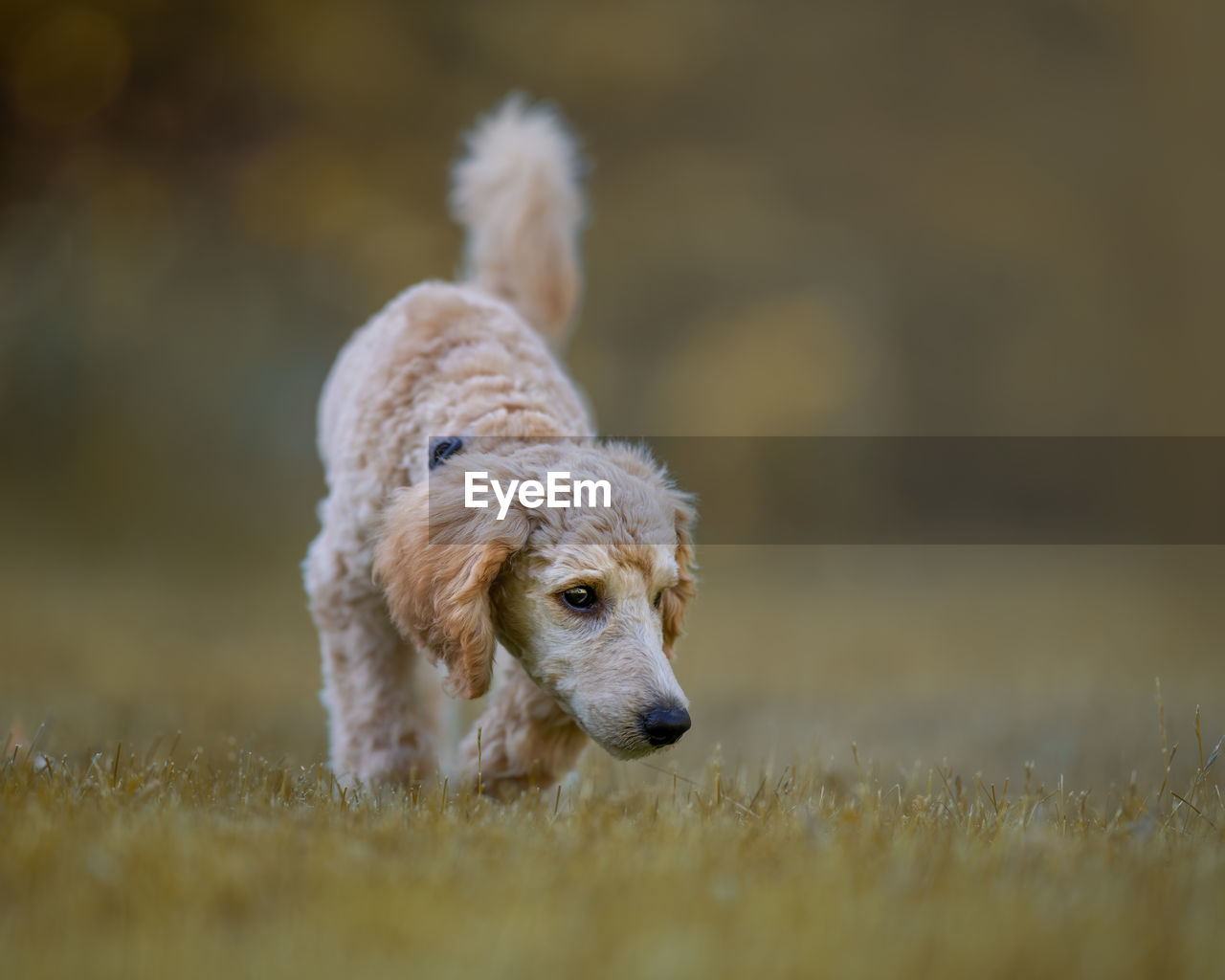 Portrait of dog looking away on field