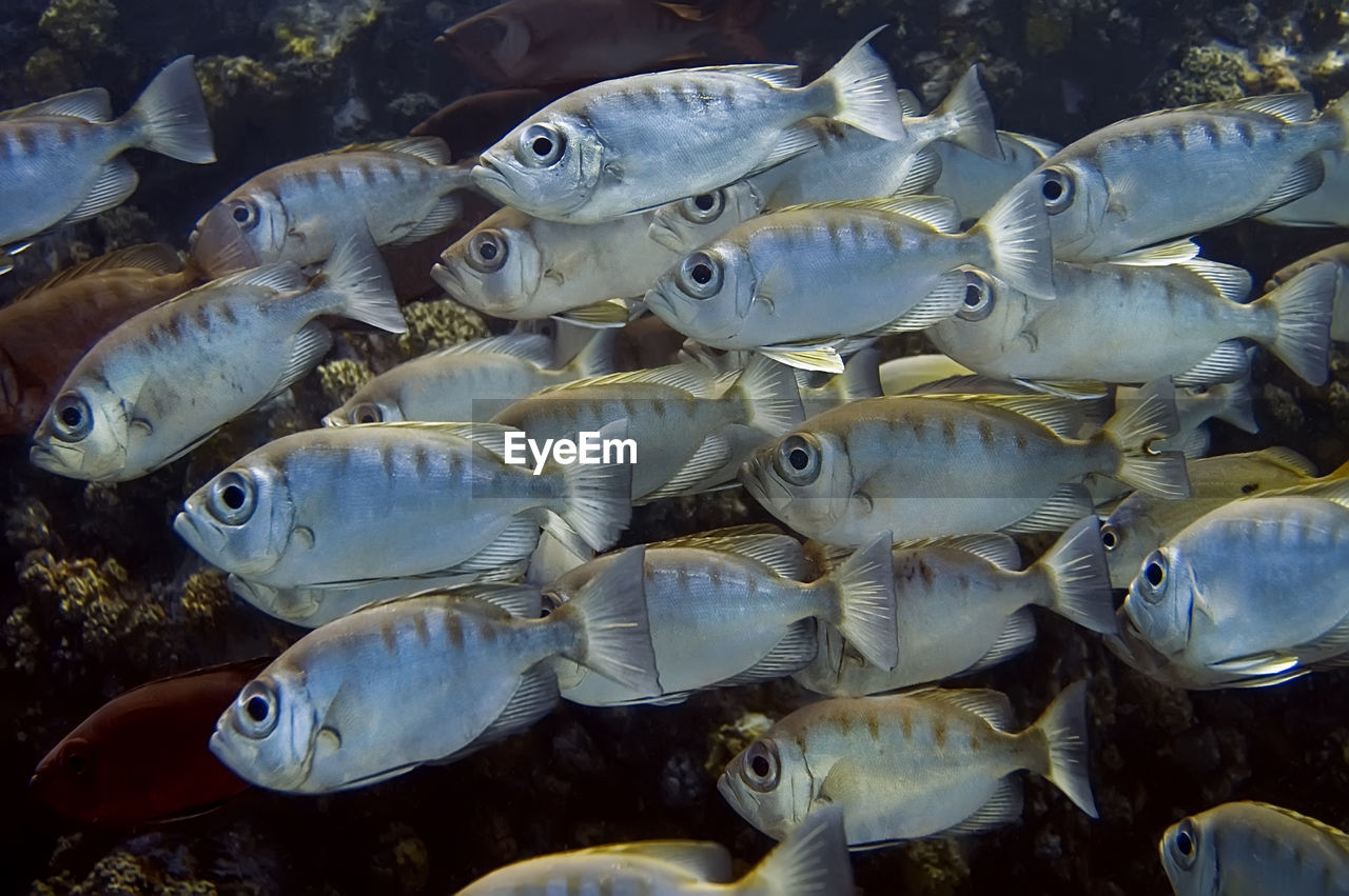 A school of priacanthus hamrur fishes swims along a coral.  in this photo they are silver in color