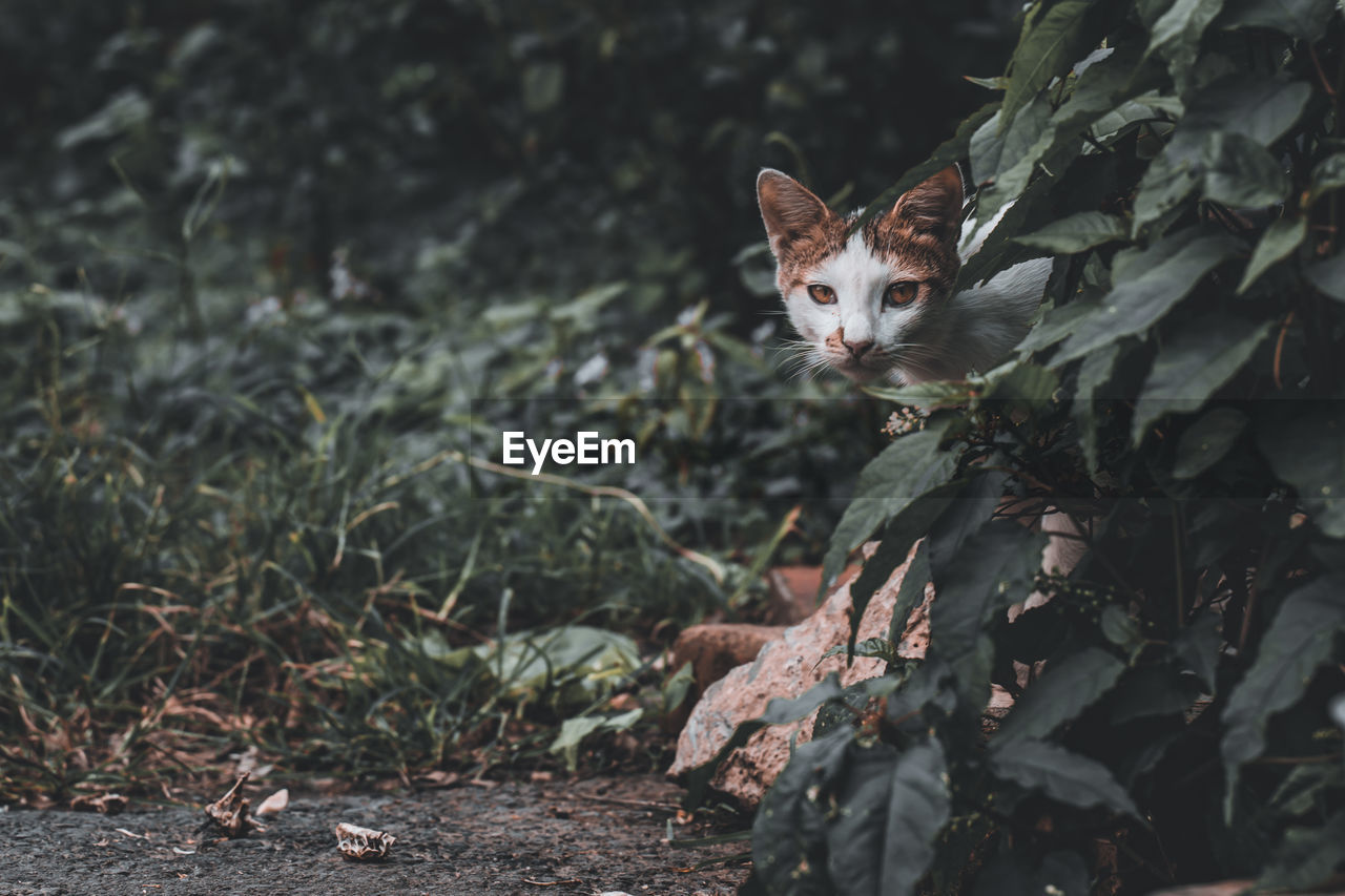 Street cat sneak peek through the grass
