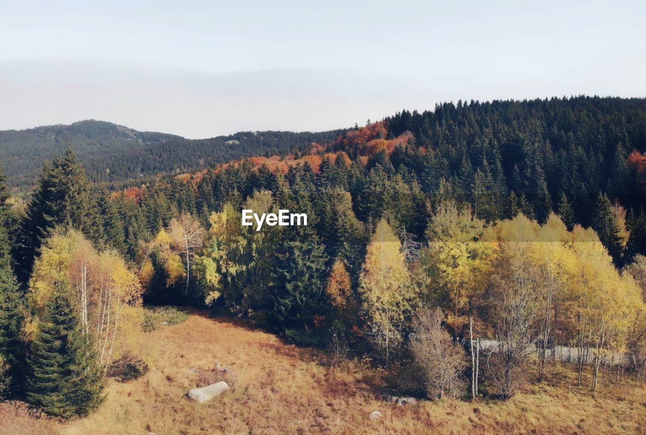 VIEW OF PINE TREES IN FOREST DURING AUTUMN