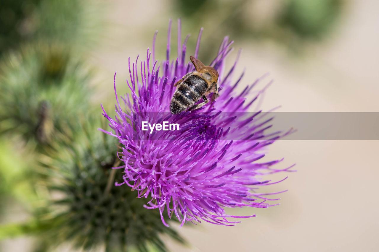 Close-up of bee pollinating on purple flower