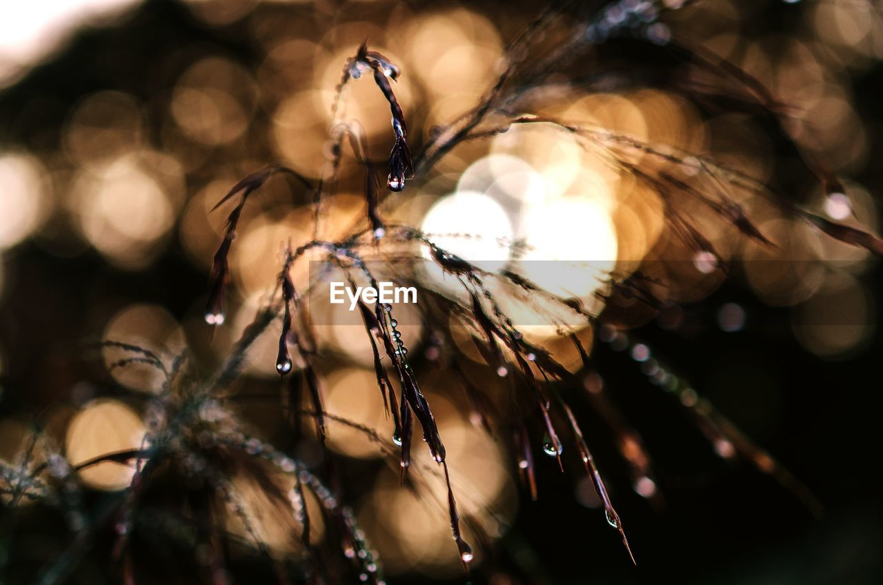 CLOSE-UP OF PLANT AGAINST BLURRED BACKGROUND