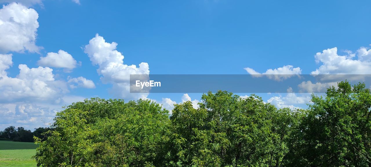 LOW ANGLE VIEW OF PLANTS AGAINST BLUE SKY