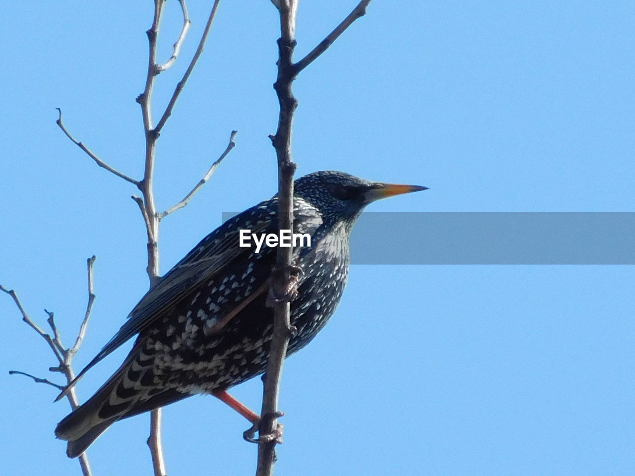 LOW ANGLE VIEW OF BIRD PERCHING ON BRANCH