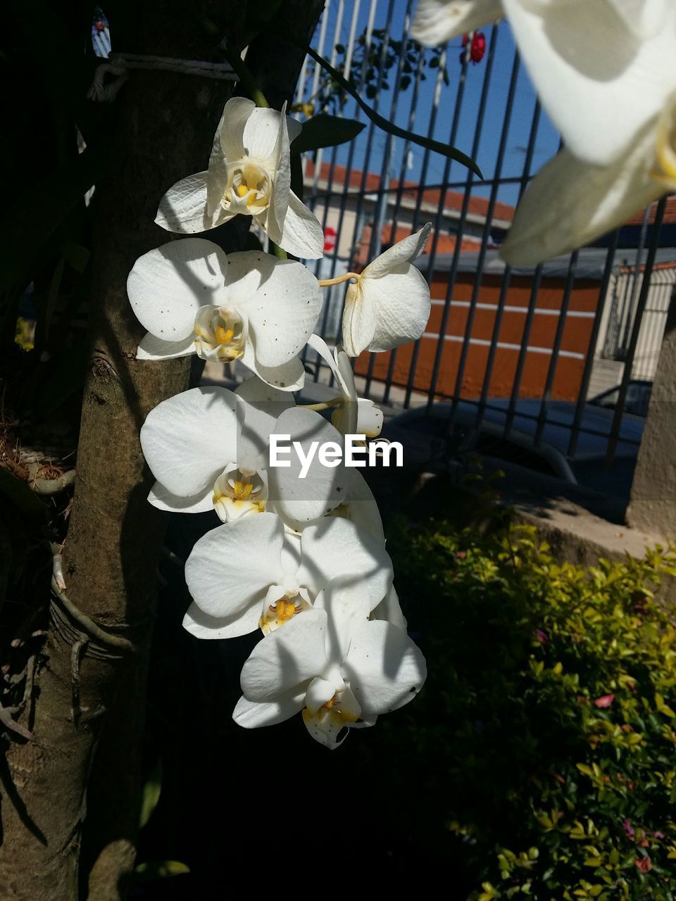 Close-up of white orchids blooming in park