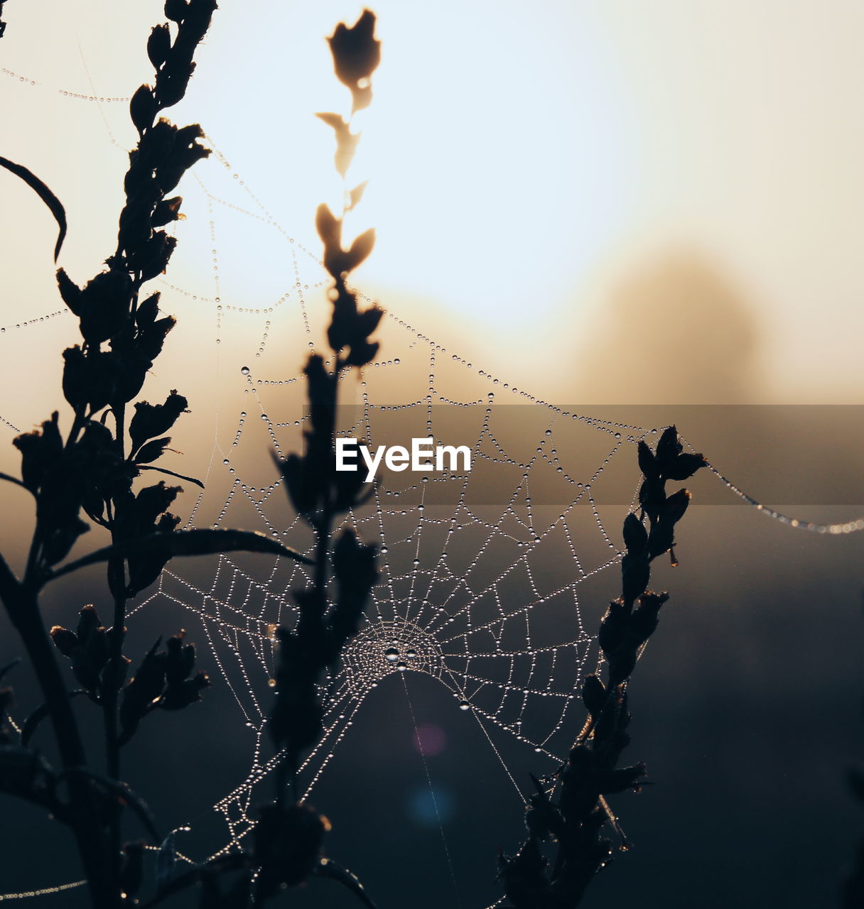 Wet spider web on plants