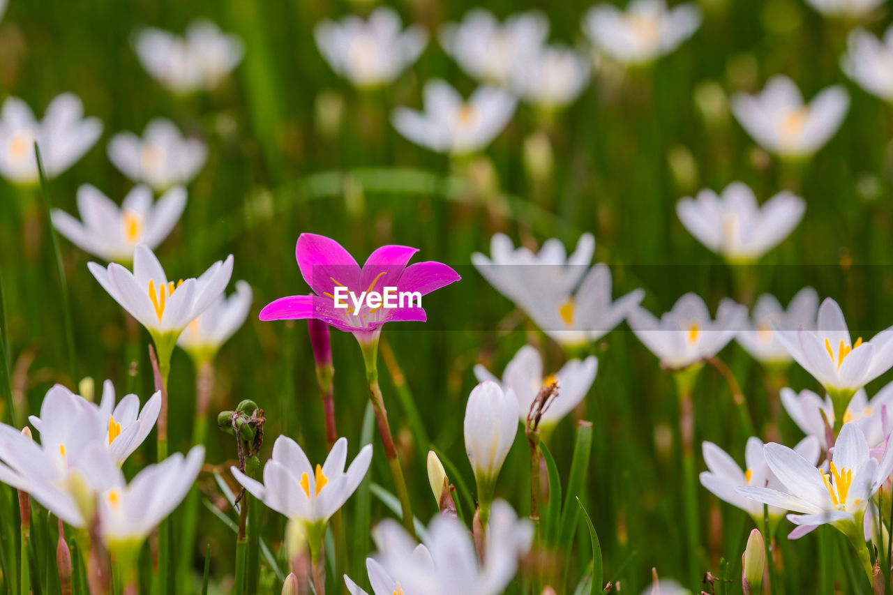 Close-up of purple flowering plant