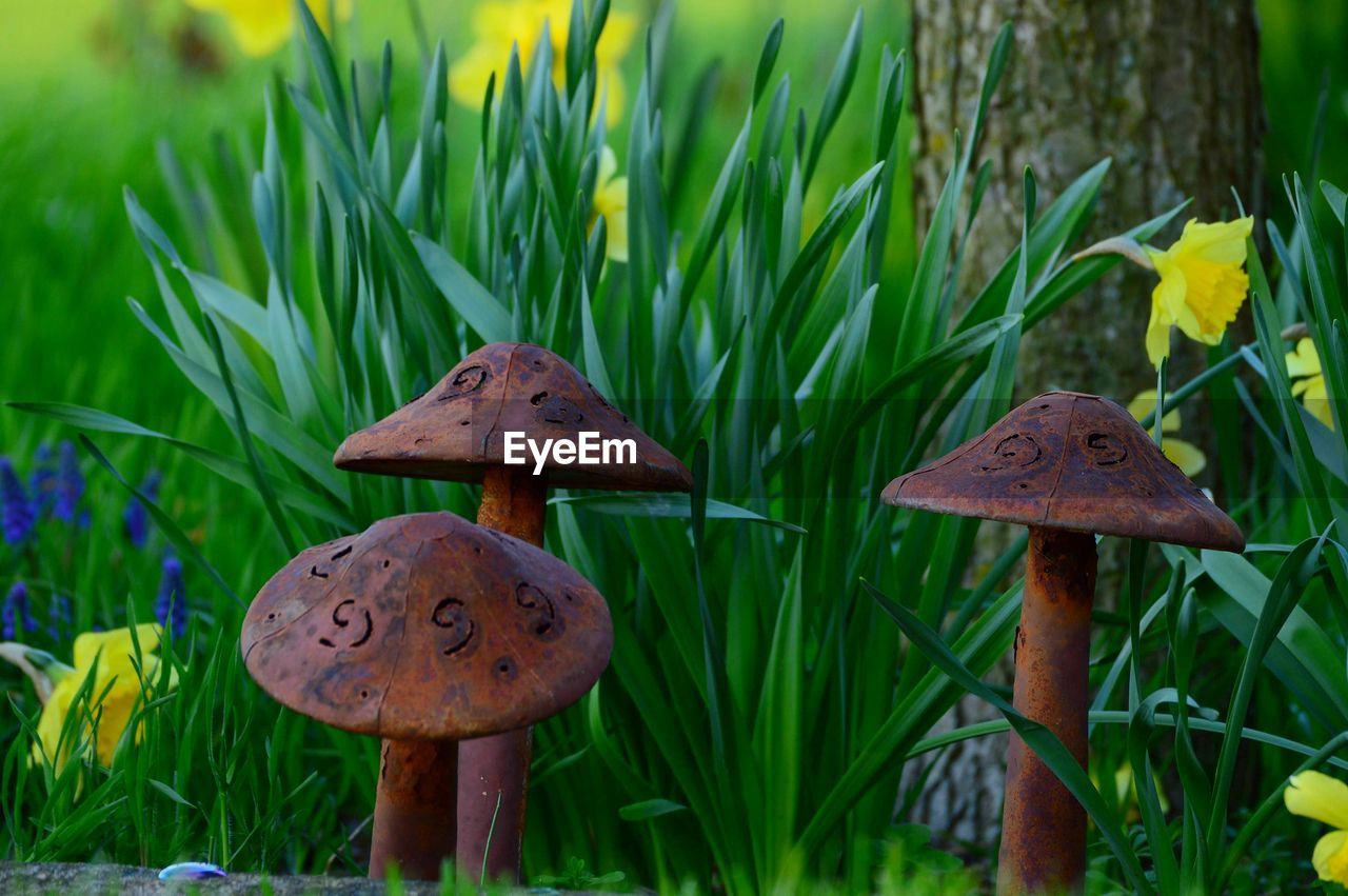 CLOSE-UP OF MUSHROOM ON FIELD