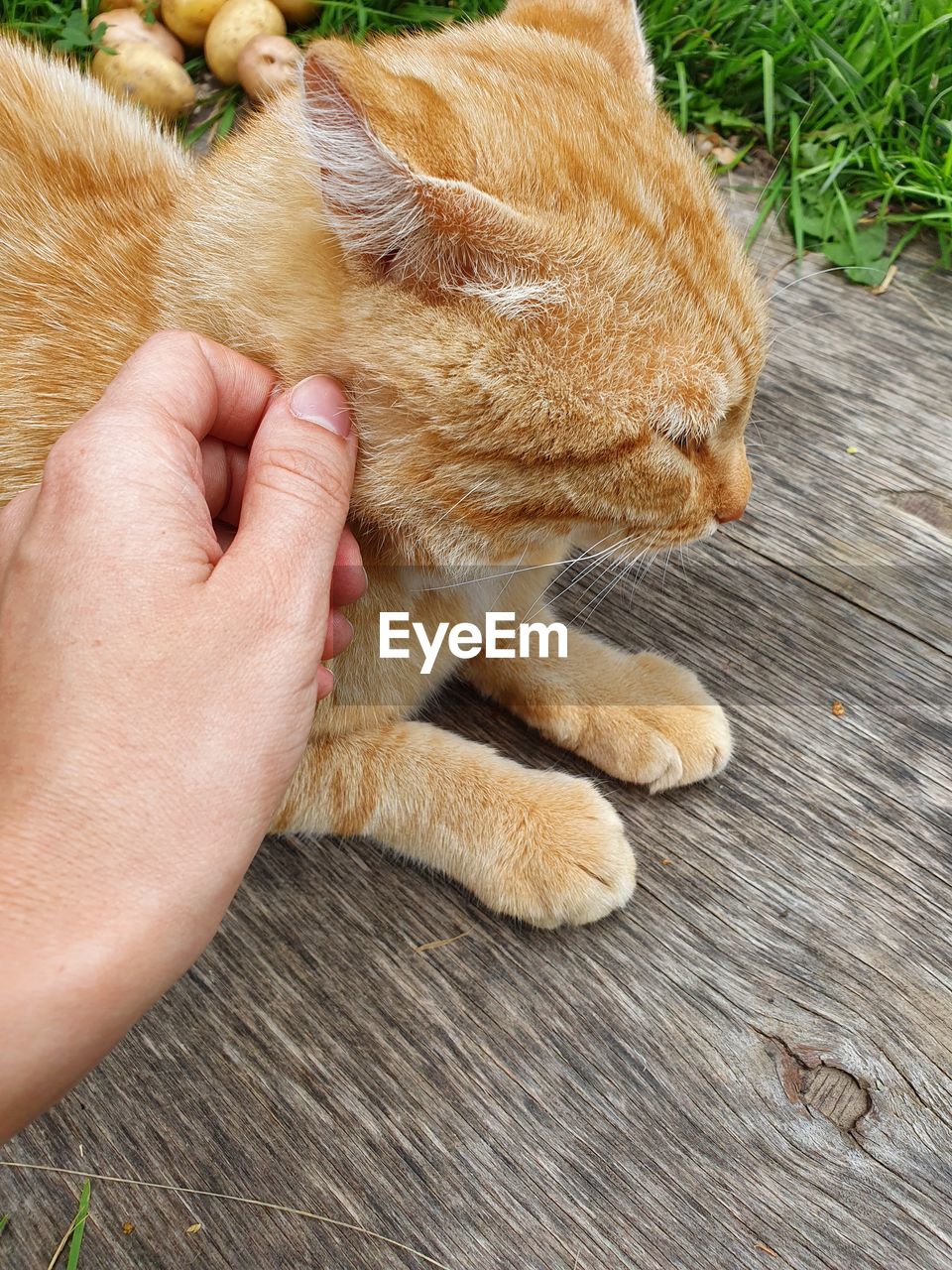 Person hand holding a ginger cat