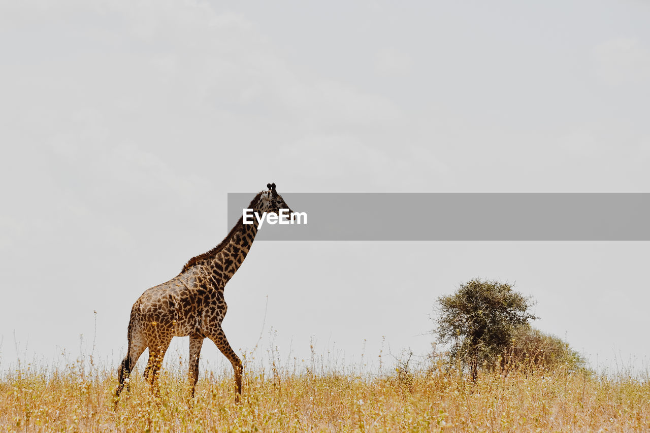 View of giraffe on field against sky