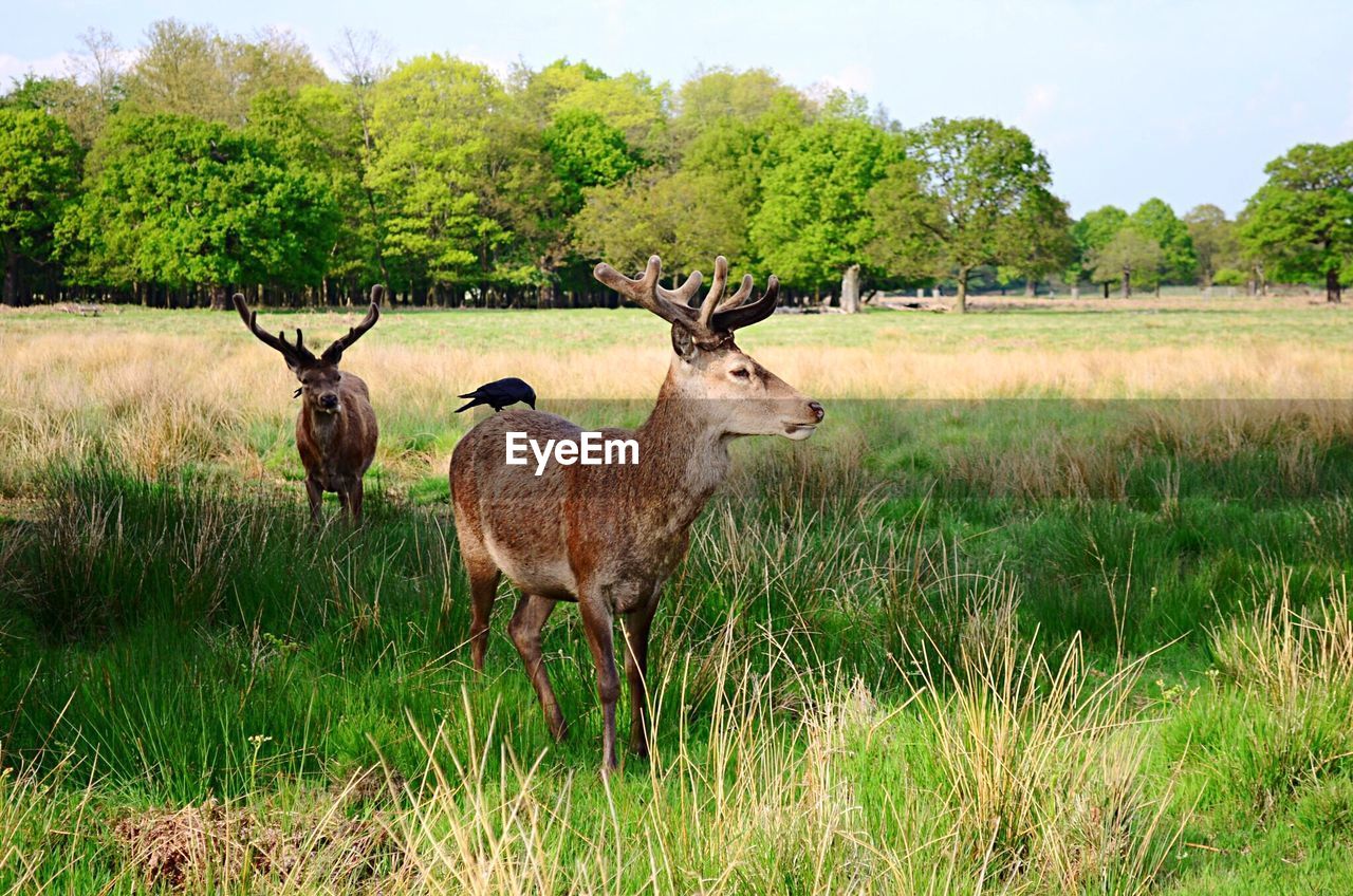 Deer standing on grassy field in forest
