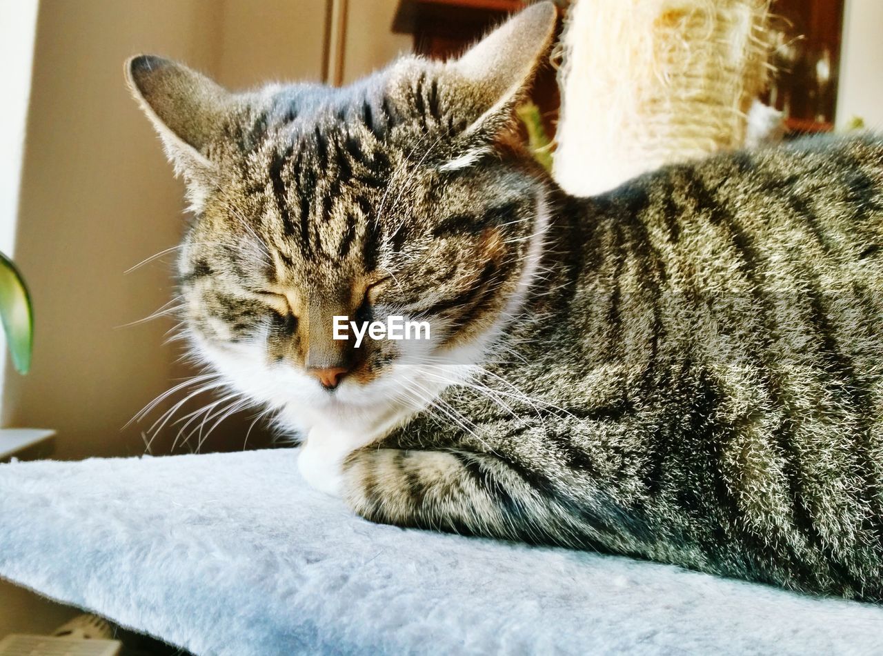 Close-up of cat sleeping on table